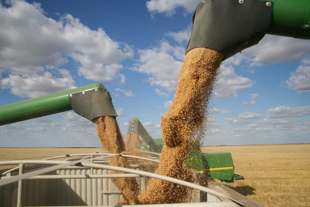 The Outlook for Canada’s Wheat and Pulse Crop Exports in 2025 and Beyond: A Promising Turnaround